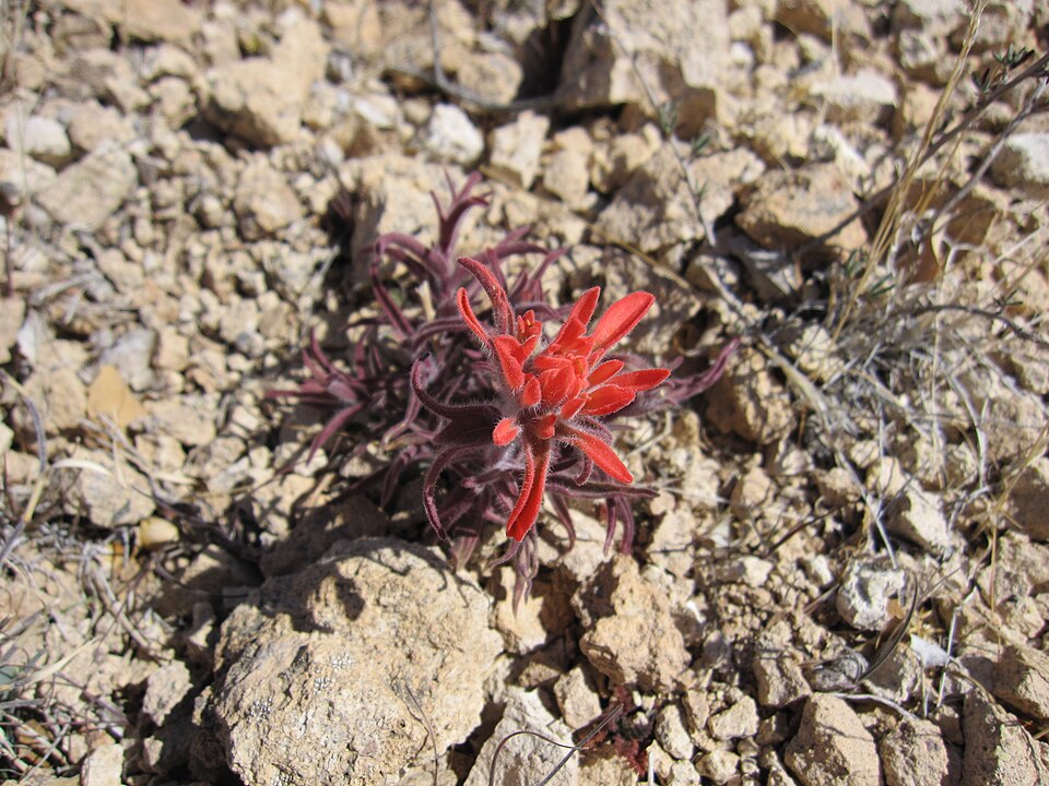 Castilleja chromosa (Desert Paintbrush) (alternate view 10)