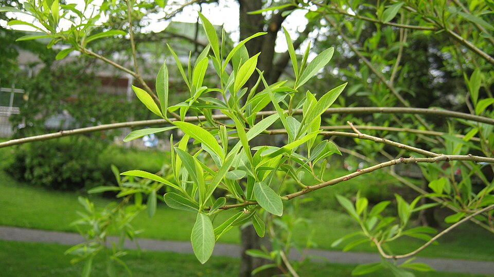 Salix purpurea (Purple Willow) (alternate view 12)