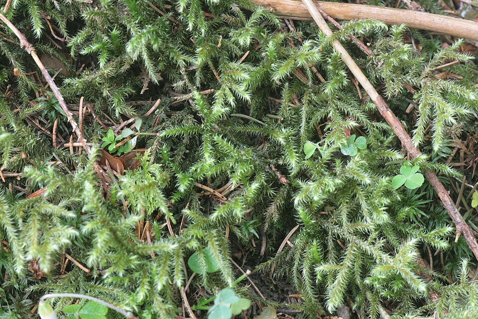 Rhytidiadelphus loreus (Lanky Moss)