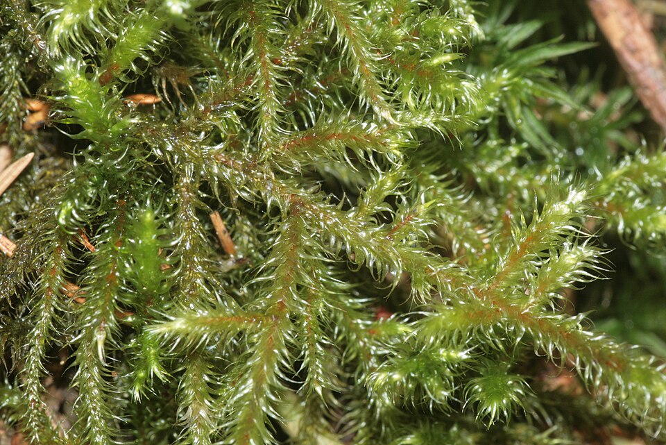 Rhytidiadelphus loreus (Lanky Moss)