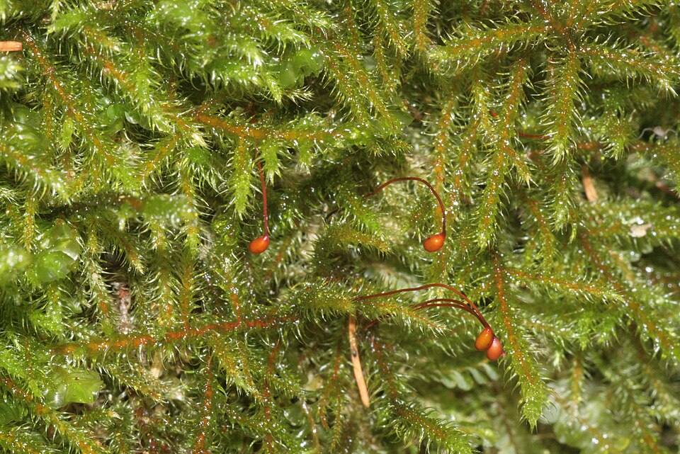 Rhytidiadelphus loreus (Lanky Moss)