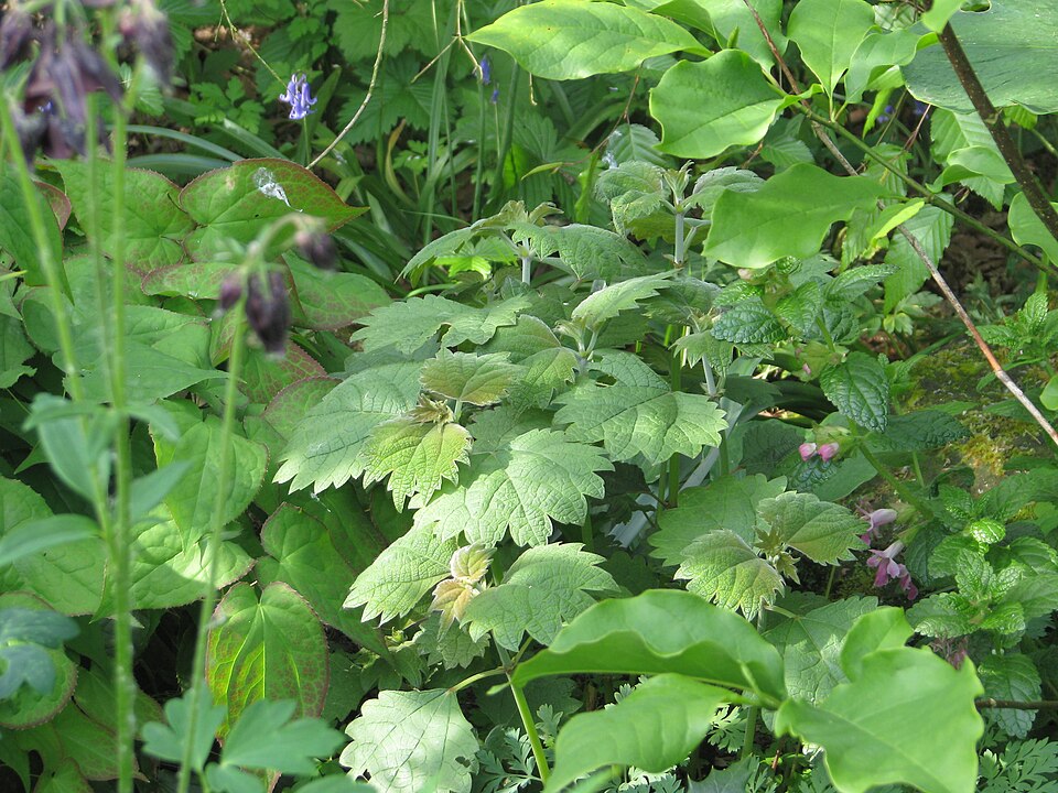 Boehmeria platanifolia (alternate view 9)
