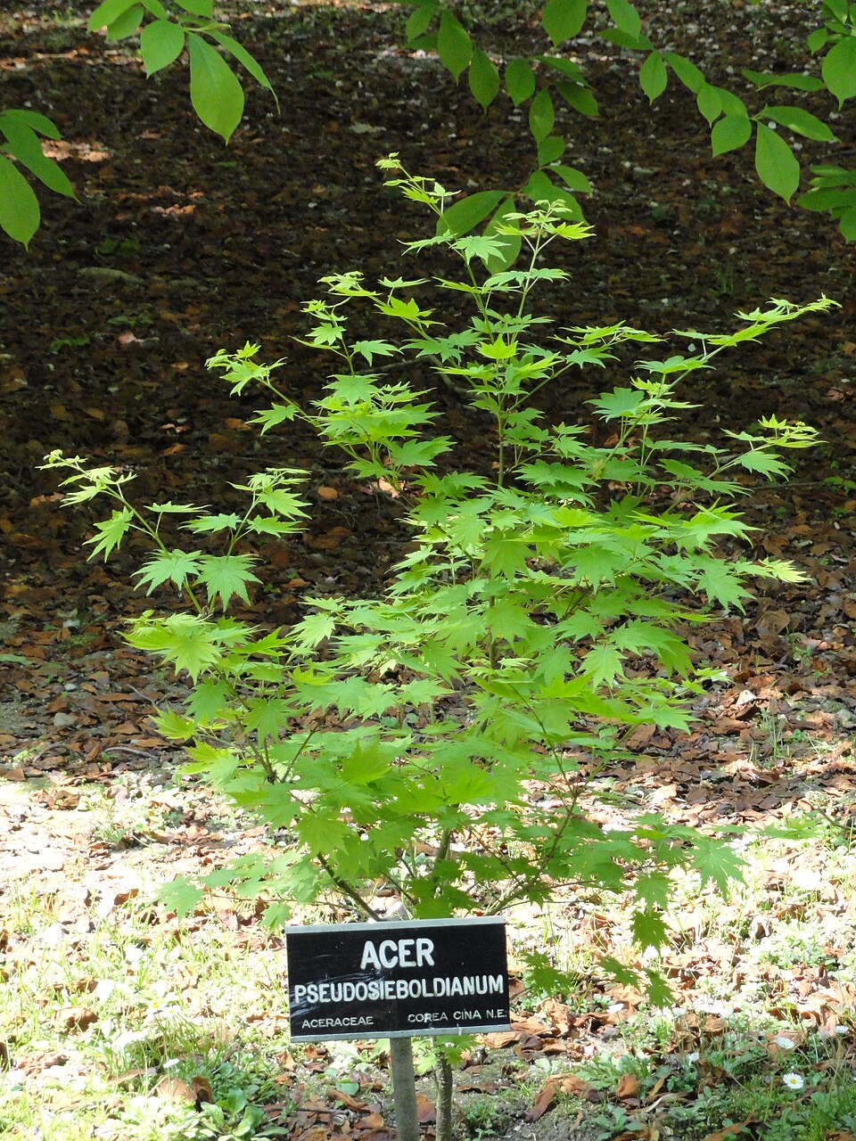 Acer pseudosieboldianum (Korean Maple) (alternate view 9)