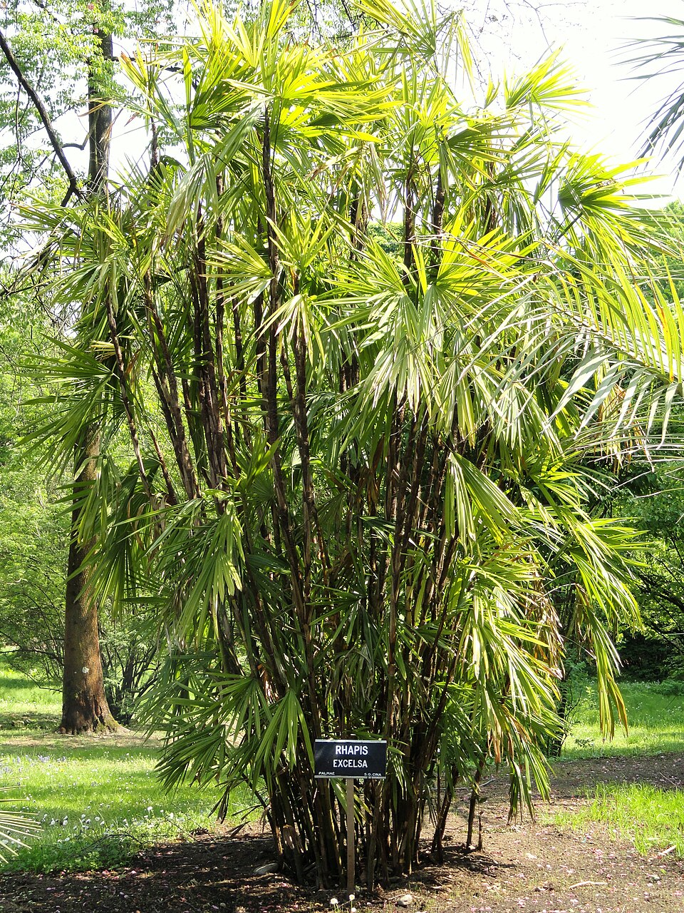 Rhapis excelsa (Lady Palm Tree) (alternate view 6)