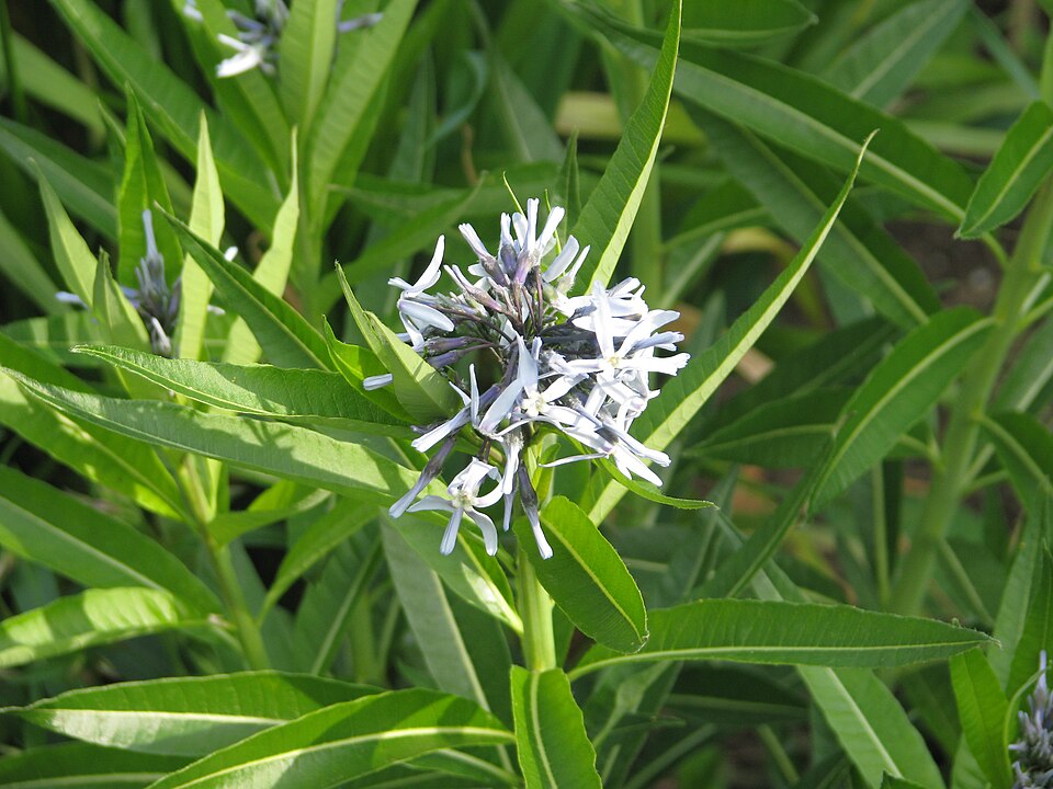 Amsonia illustris (Shining Bluestar) (alternate view 6)