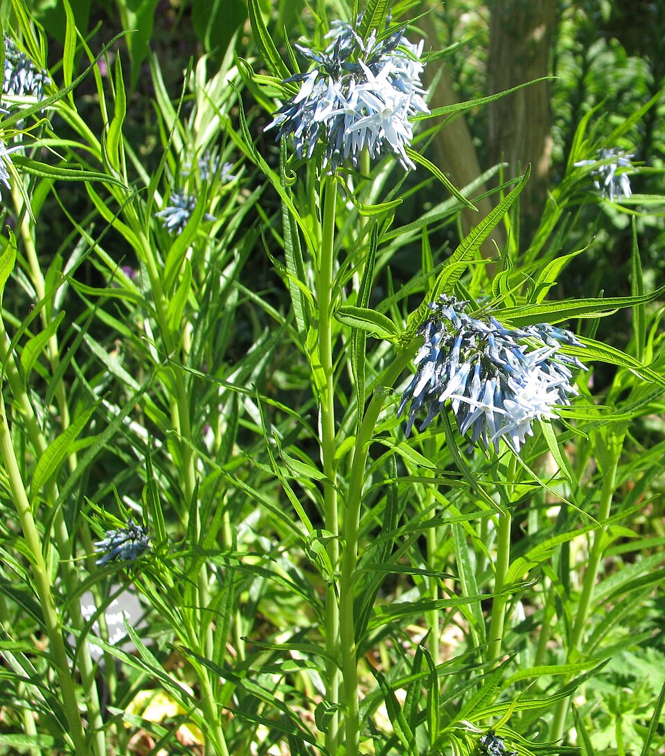 Amsonia hubrichtii (Arkansas Bluestar) (alternate view 6)