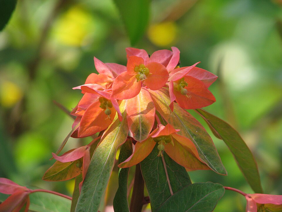Euphorbia griffithii (orange spurge) (alternate view 8)