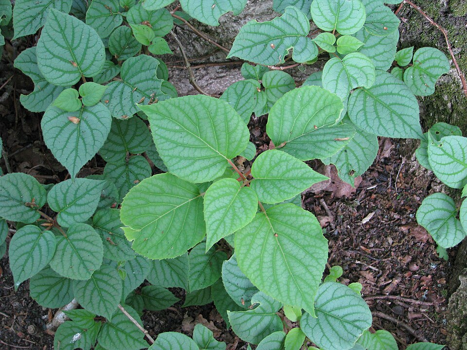 Schizophragma hydrangeoides (Japanese Climbing Hydrangea) (alternate view 4)