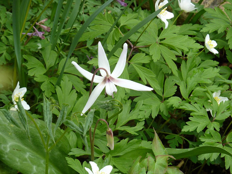Erythronium hendersonii (Fawn Lily) (alternate view 11)