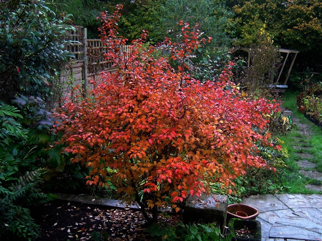 Prunus incisa, Fuji cherry — spreading deciduous (Rosaceae) (image 2 of 10)