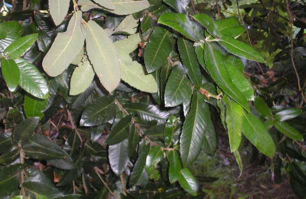 Eucryphia cordifolia (eucryphia) (alternate view 3)