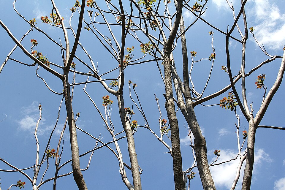 Ailanthus altissima (tree of heaven) (alternate view 5)