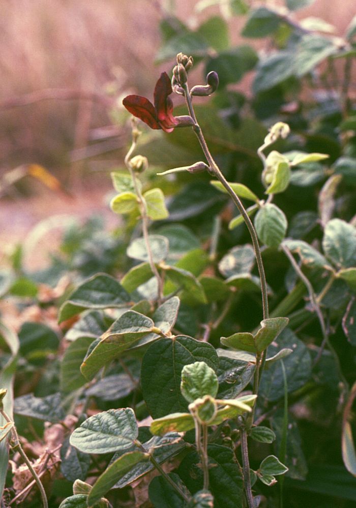 Macroptilium atropurpureum (Purple Bush-Bean) (alternate view 6)