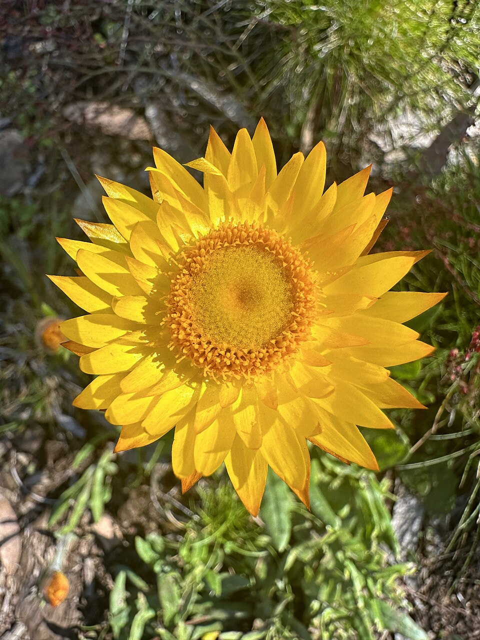 Xerochrysum (alternate view 4)