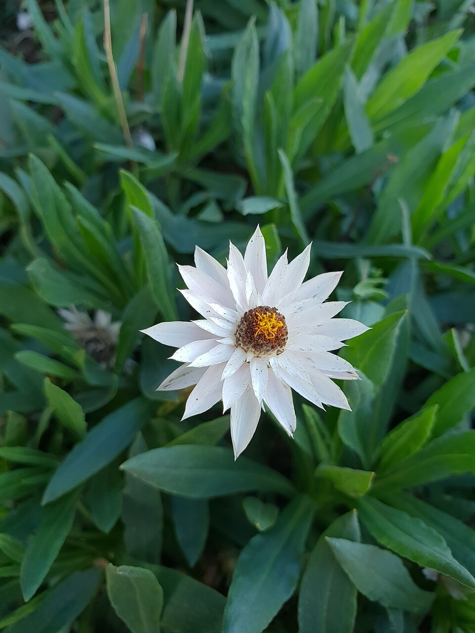 Xerochrysum (alternate view 5)