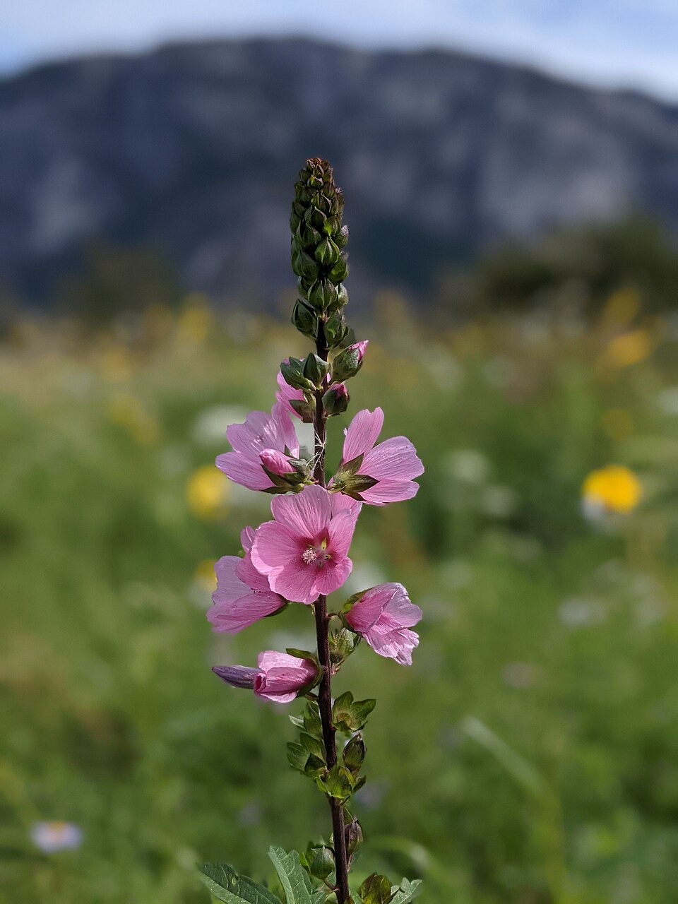 Sidalcea (Checkerblooms) (alternate view 2)