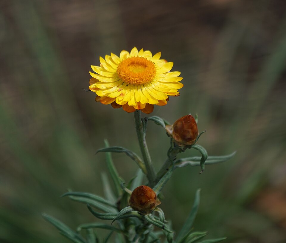 Xerochrysum (alternate view 6)