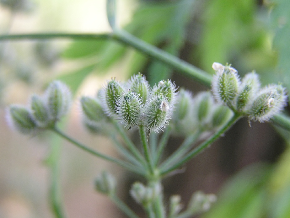 Torilis arvensis (common hedge parsley)