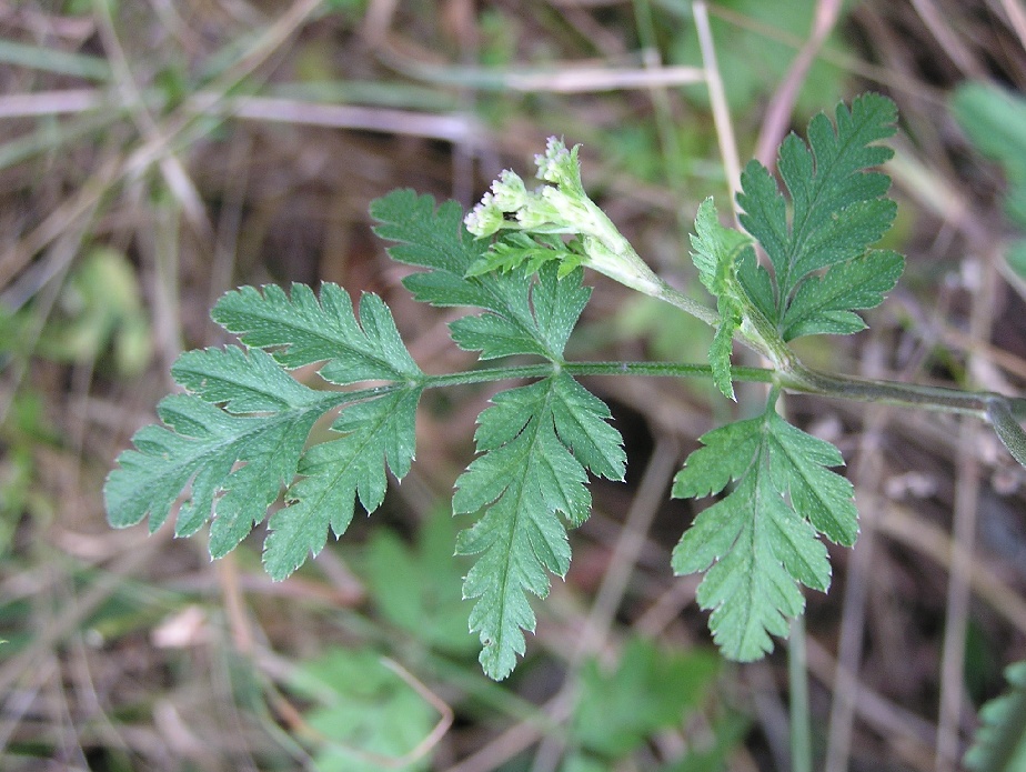 Torilis arvensis (common hedge parsley)