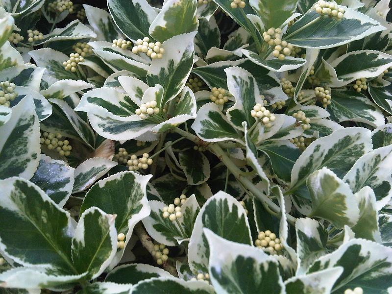 Euonymus fortunei 'Emerald Gaiety' (Emerald Gaiety Euonymus) (alternate view 3)