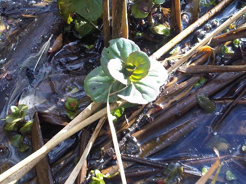 Mentha aquatica (watermint)