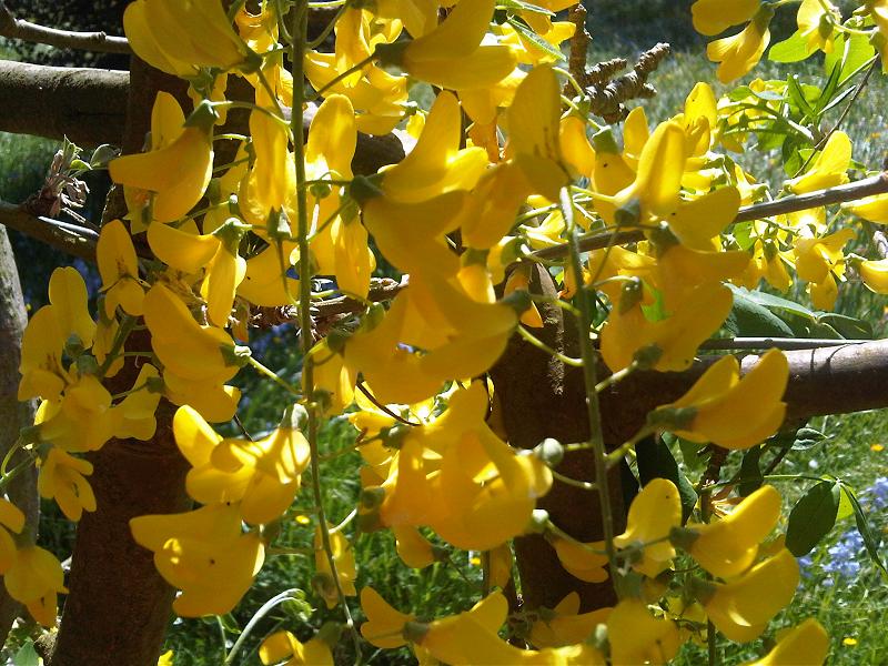 Laburnum anagyroides (golden chain tree) (alternate view 8)