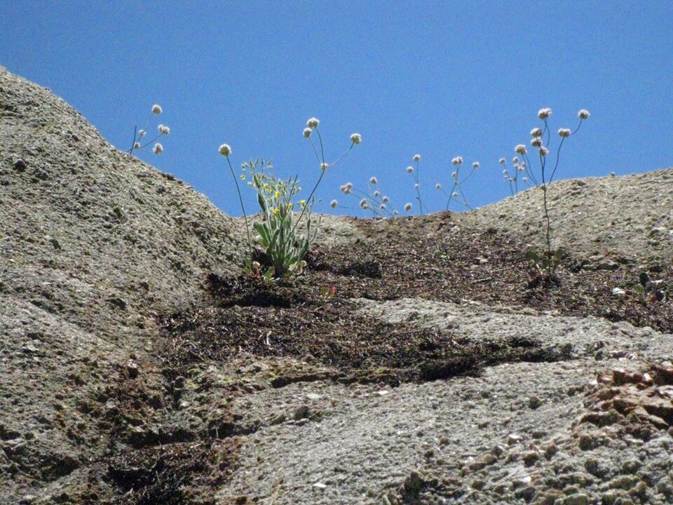 Eriogonum nudum (Naked Buckwheat) (alternate view 6)