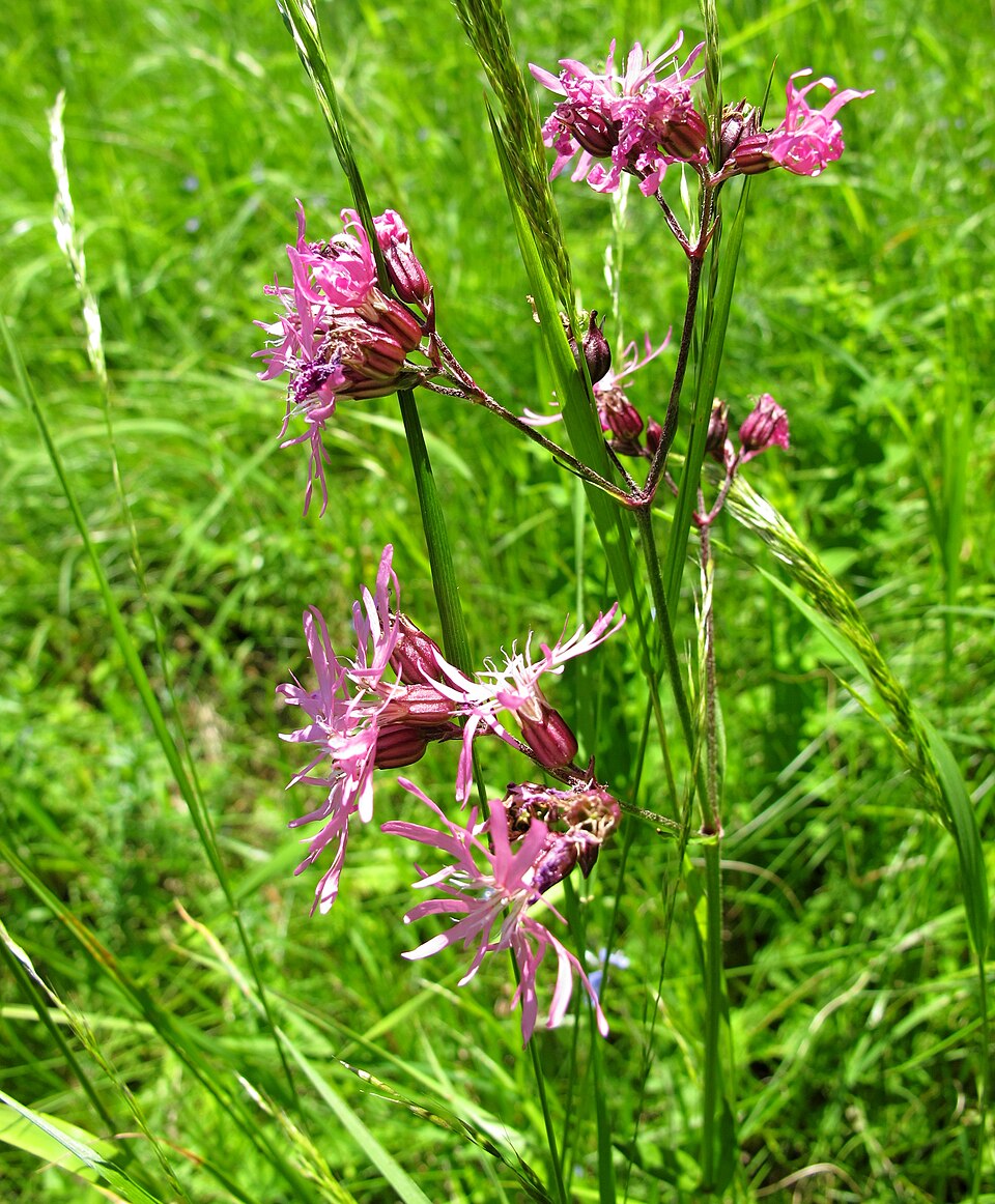 Lychnis flos-cuculi (alternate view 6)