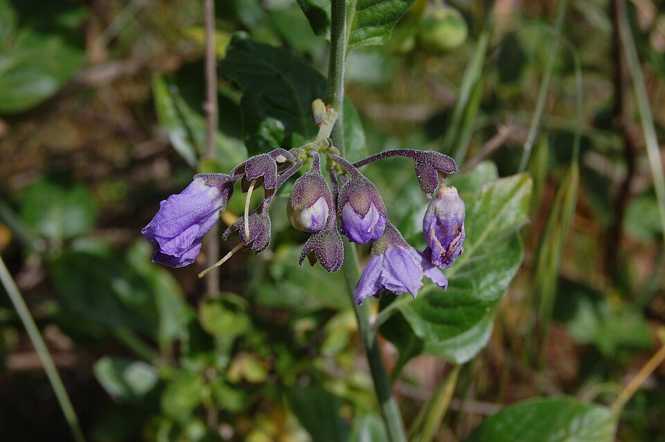 Solanum umbelliferum (bluewitch nightshade) (alternate view 8)
