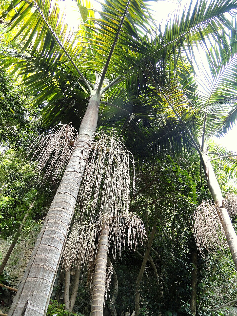 Archontophoenix cunninghamiana (Piccabeen Palm) (alternate view 7)