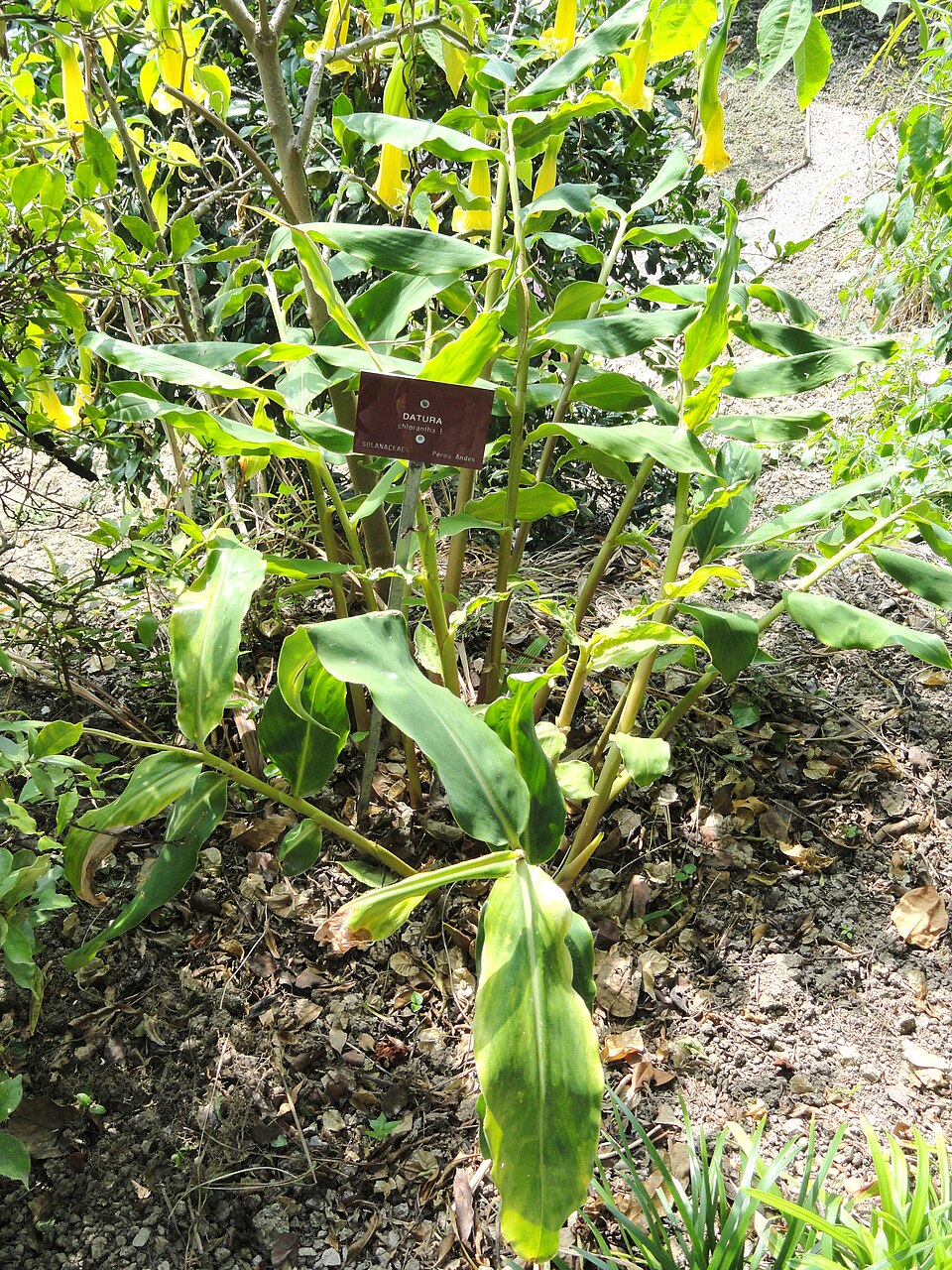 Datura metel (Devil's Trumpet Plant) (alternate view 5)