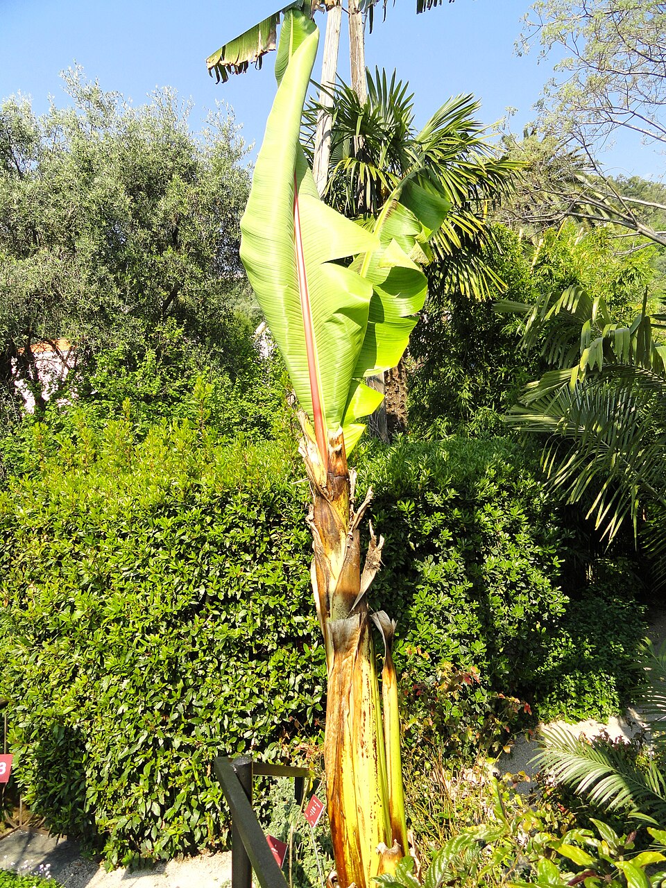 Ensete ventricosum (Ethiopian Banana) (alternate view 6)