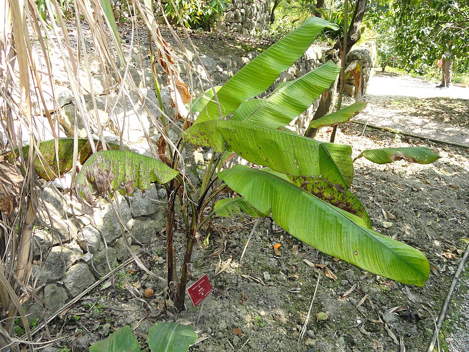 Musa textilis (abacá, Manila hemp) (alternate view 6)