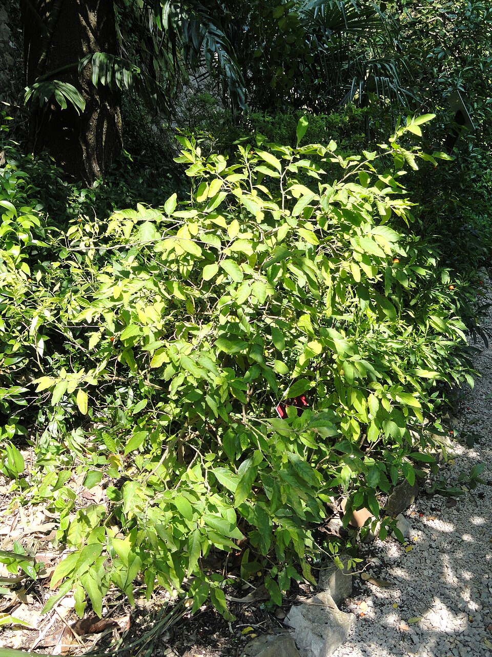 Solanum pseudocapsicum (Jerusalem cherry) (alternate view 8)