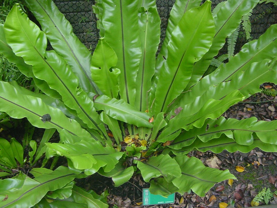 Asplenium australasicum (Bird's nest fern) (alternate view 2)