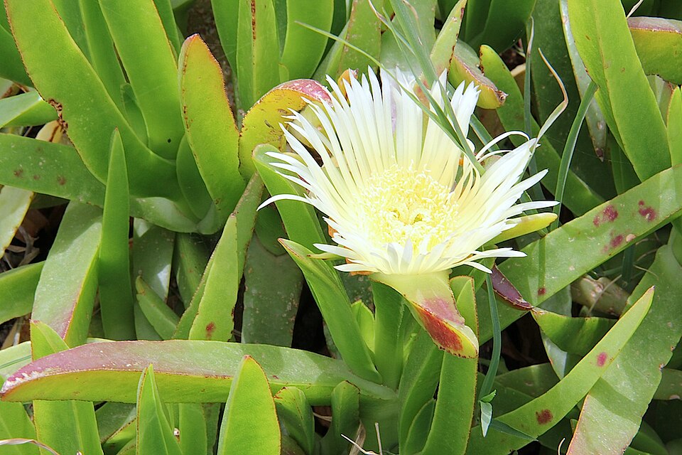 Carpobrotus edulis (sea fig)