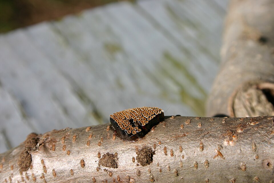 Juglans nigra (black walnut) (alternate view 8)