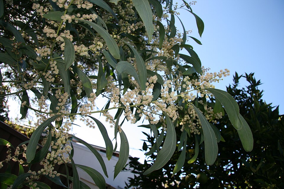 Acacia falcata (sickle wattle) (alternate view 7)
