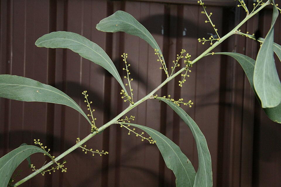 Acacia falcata (sickle wattle) (alternate view 8)