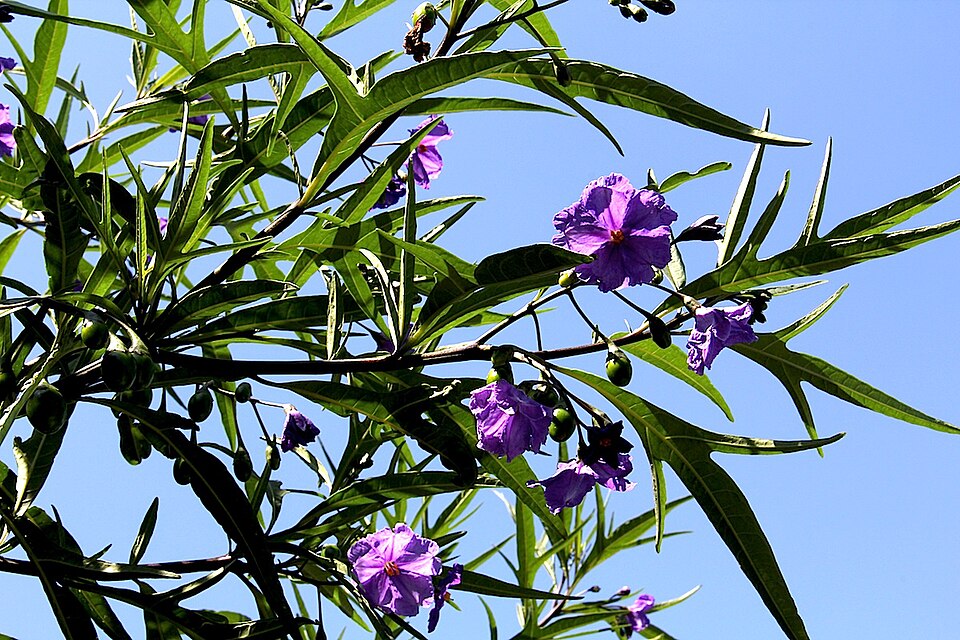 Solanum aviculare (New Zealand nightshade) (alternate view 7)