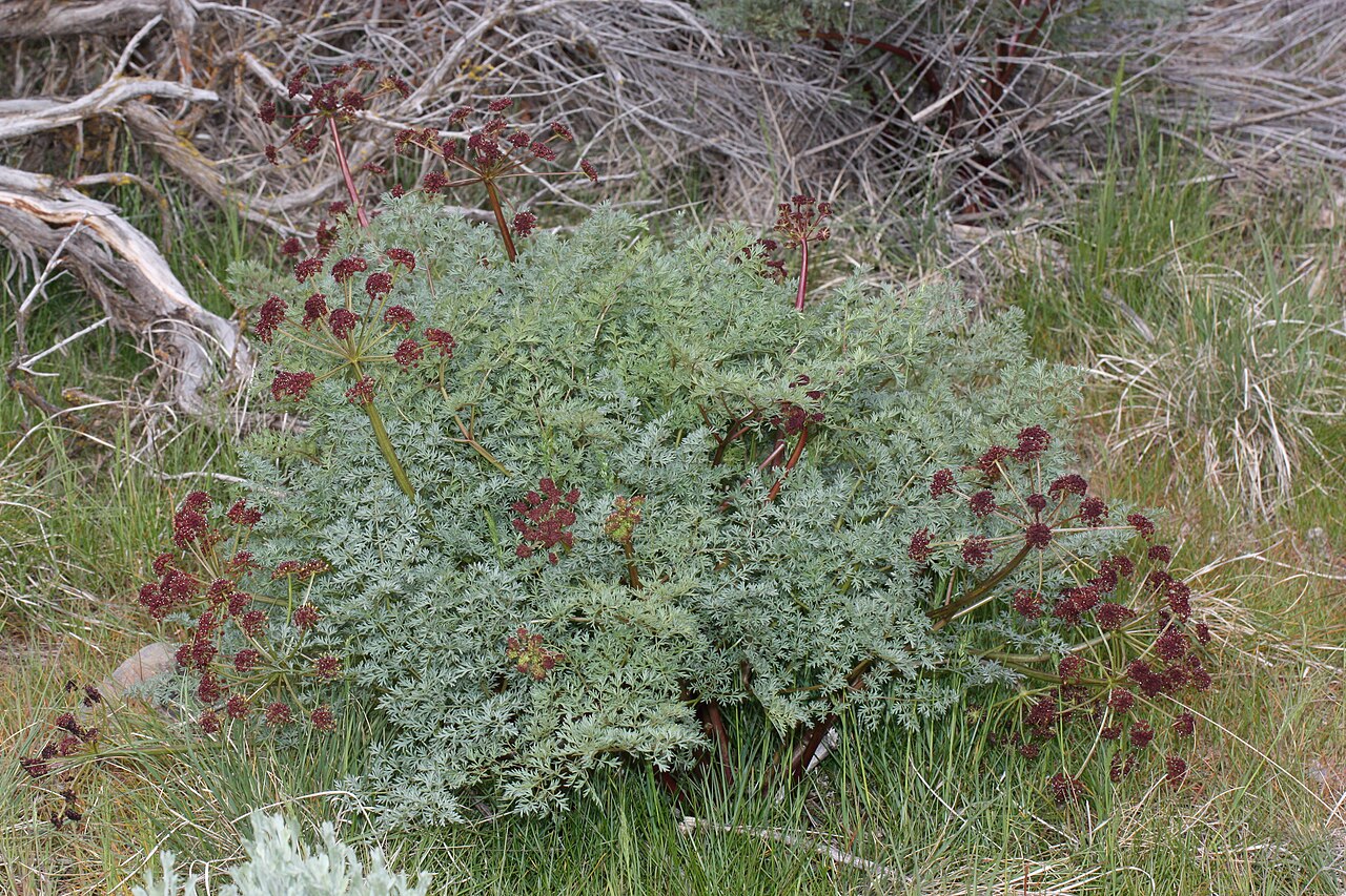 Lomatium dissectum (Fernleaf Biscuitroot)
