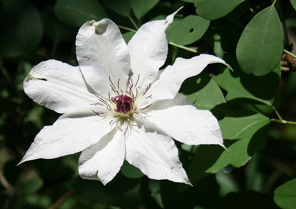 Clematis patens (spreading clematis) (alternate view 8)