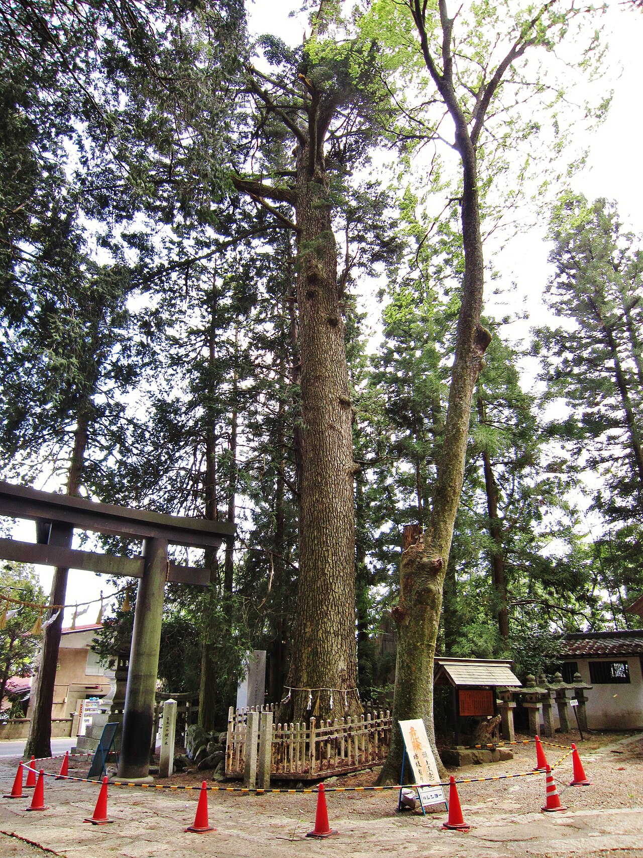 Abies firma, Momi fir — upright evergreen (Pinaceae) (image 8 of 10)