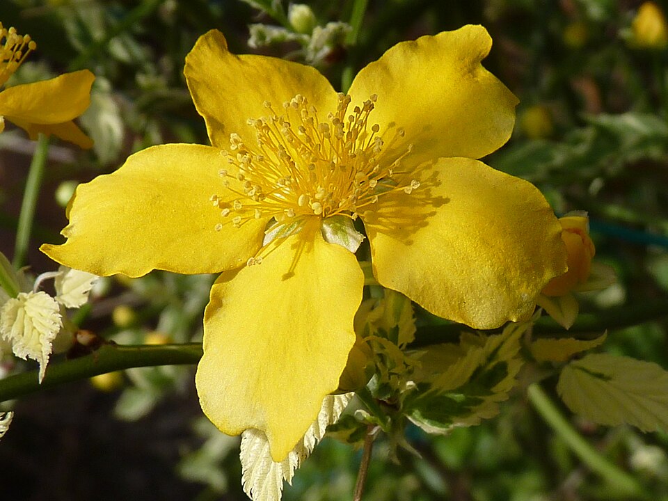 Kerria japonica 'Picta' (Variegated Japanese Kerria) (alternate view 4)