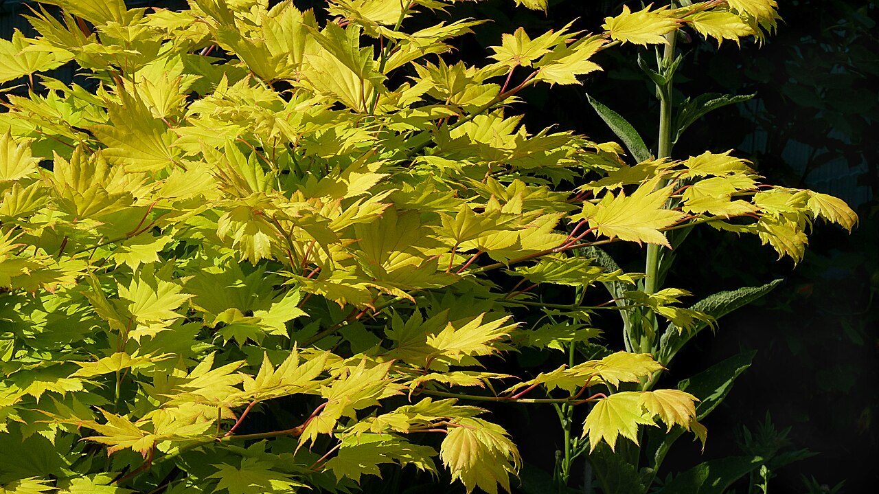 Acer shirasawanum, Shirasawa maple — upright deciduous (Sapindaceae) (image 8 of 10)