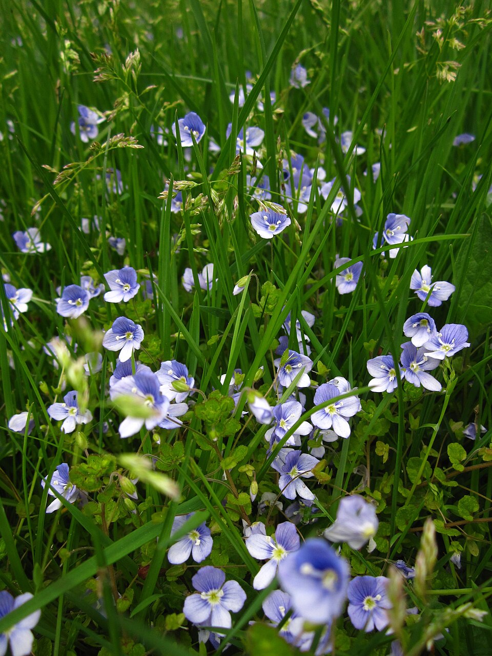 Veronica filiformis (Slender speedwell)