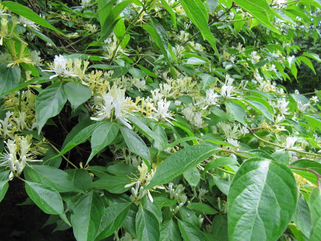 Lonicera maackii (Amur honeysuckle)