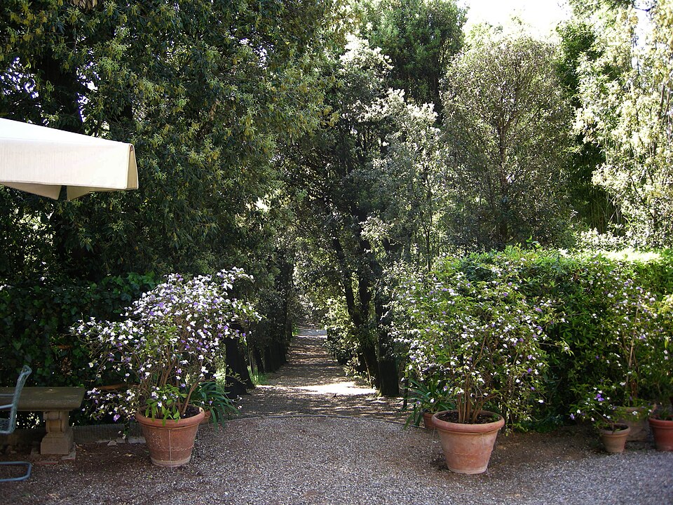 Brunfelsia (raintrees) (alternate view 5)