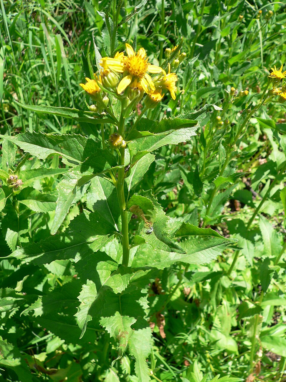 Senecio triangularis (Arrowleaf Senecio) (alternate view 6)