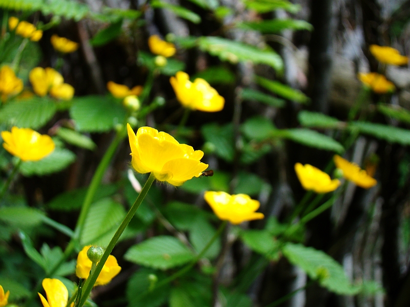 Ranunculus sardous (hairy buttercup)